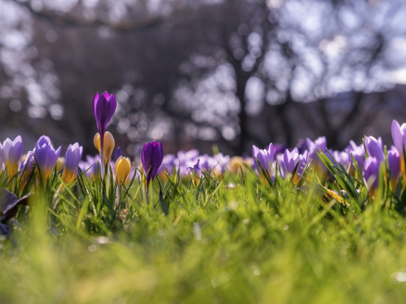 sadzenie krokusów
