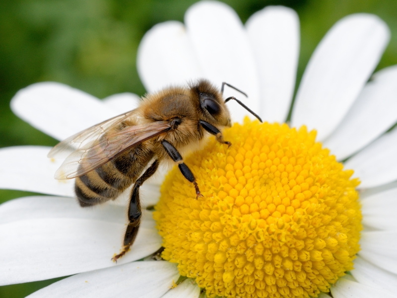 Ogród przyjazny pszczołom