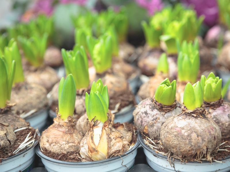 cebulki kwiatów selekcja