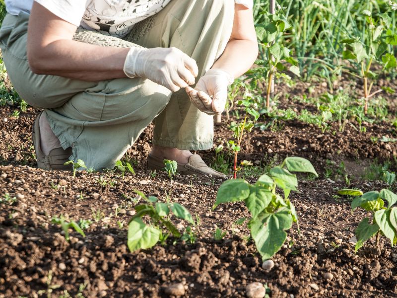 Co niszczy plony w ogrodzie i jak temu zapobiegać?